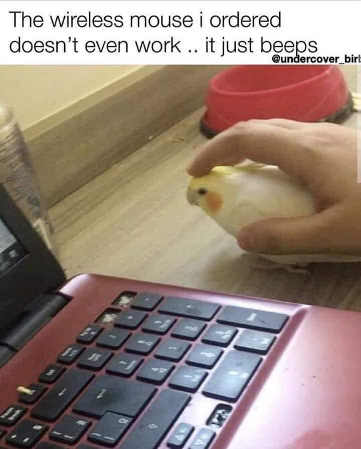 A bird being used as a computer mouse