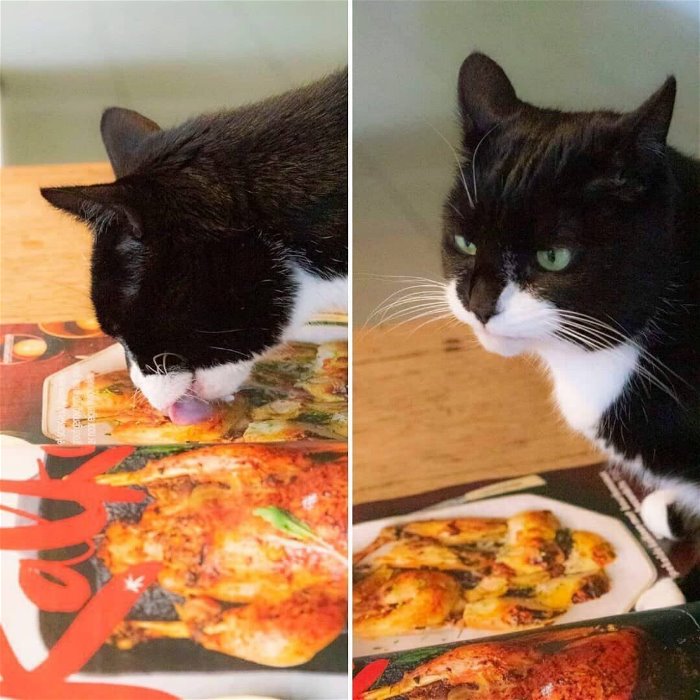 A black and white cat eating pizza