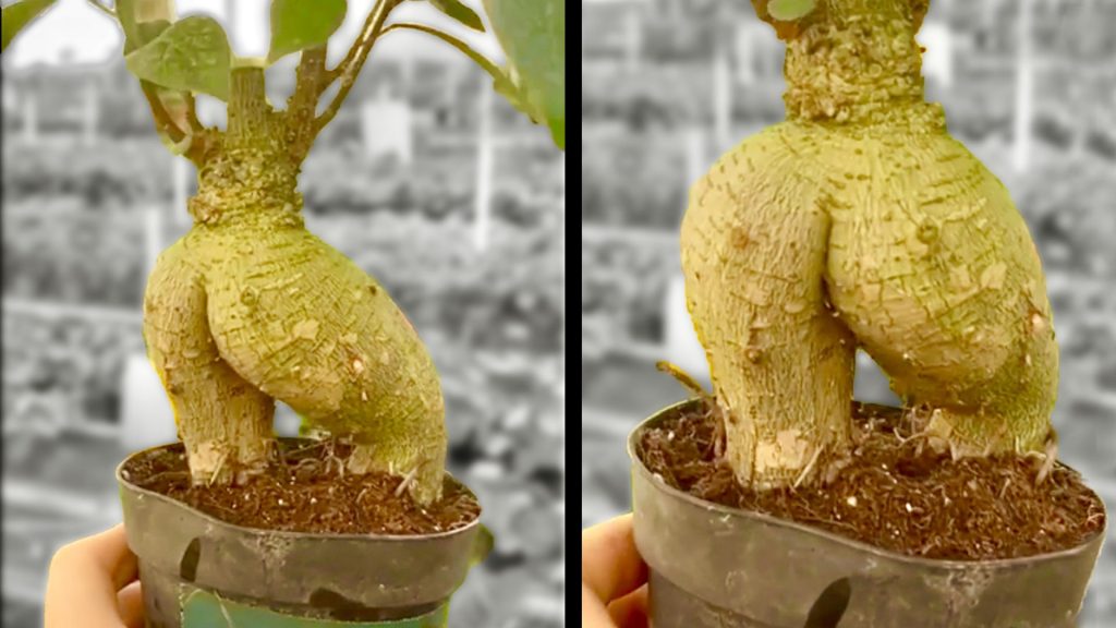 A bonsai tree with a thick rounded trunk