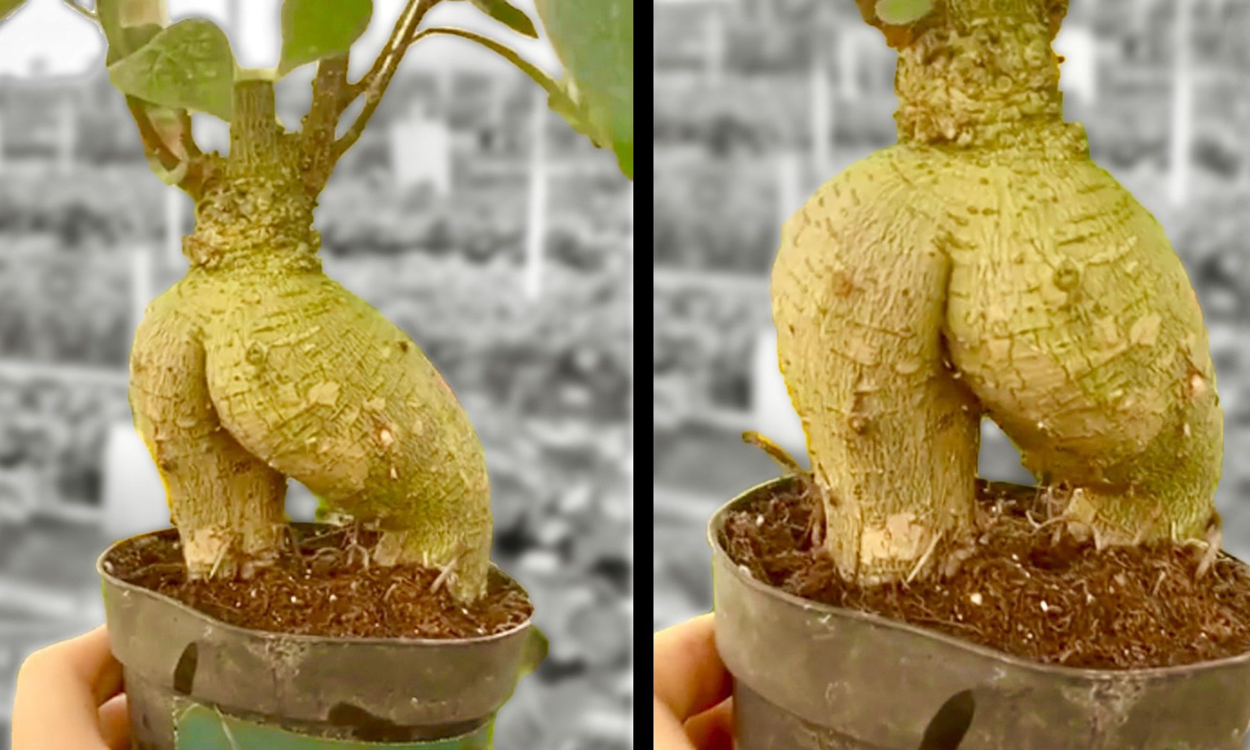 A bonsai tree with a thick rounded trunk