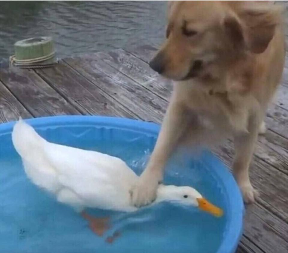 A dog playing with a duck in a pool