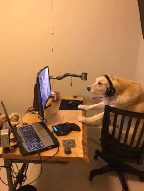 A dog working at a computer desk