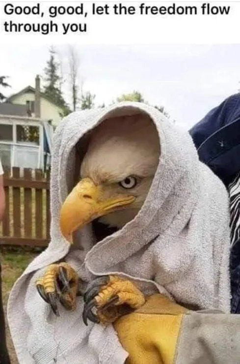 An eagle wrapped in a blanket eating cheese