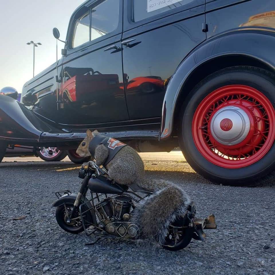 A squirrel riding a motorcycle beside vintage cars