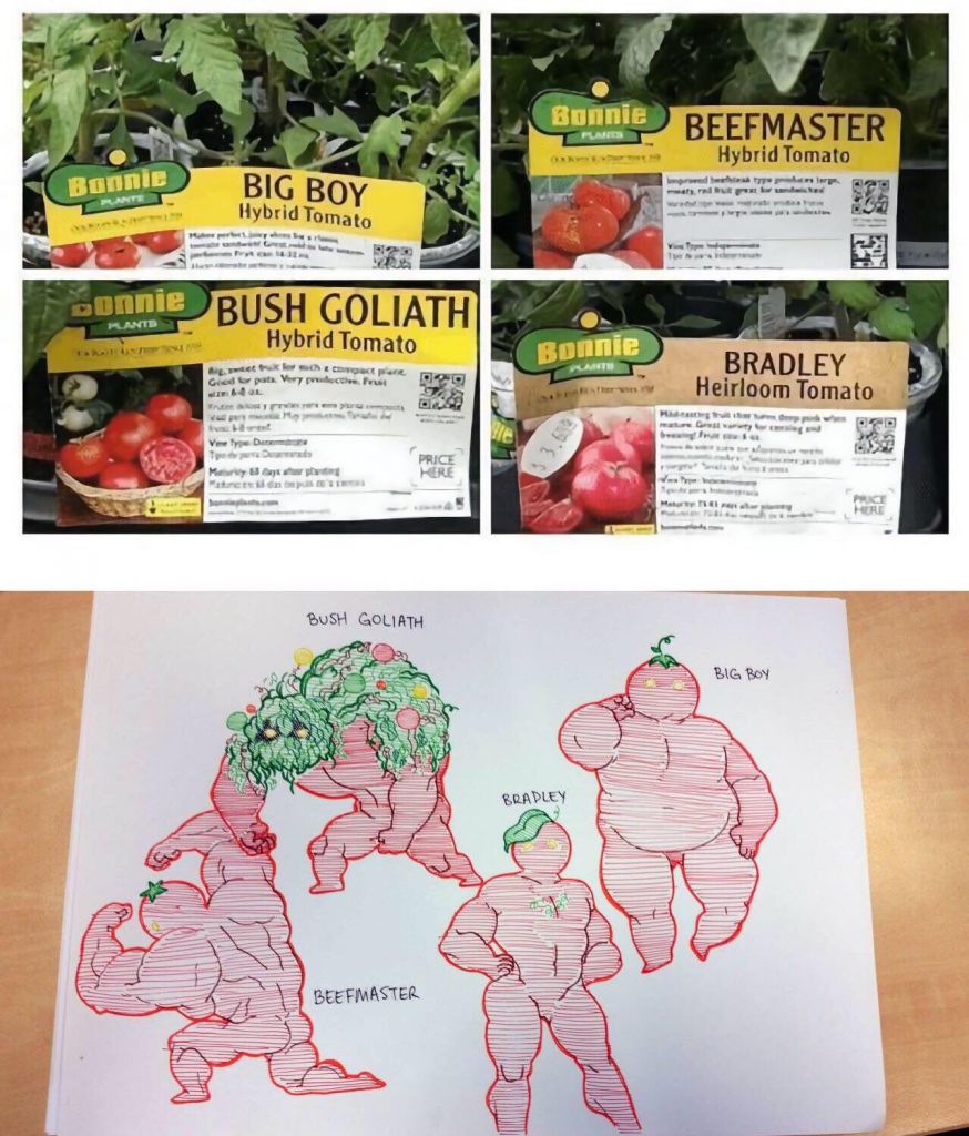 Several tomato varieties drawn as characters