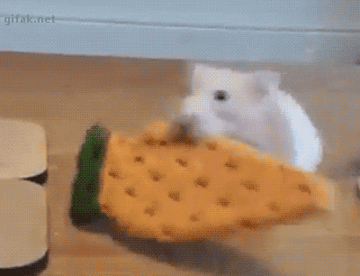 A white rabbit eating a carrot-shaped cookie